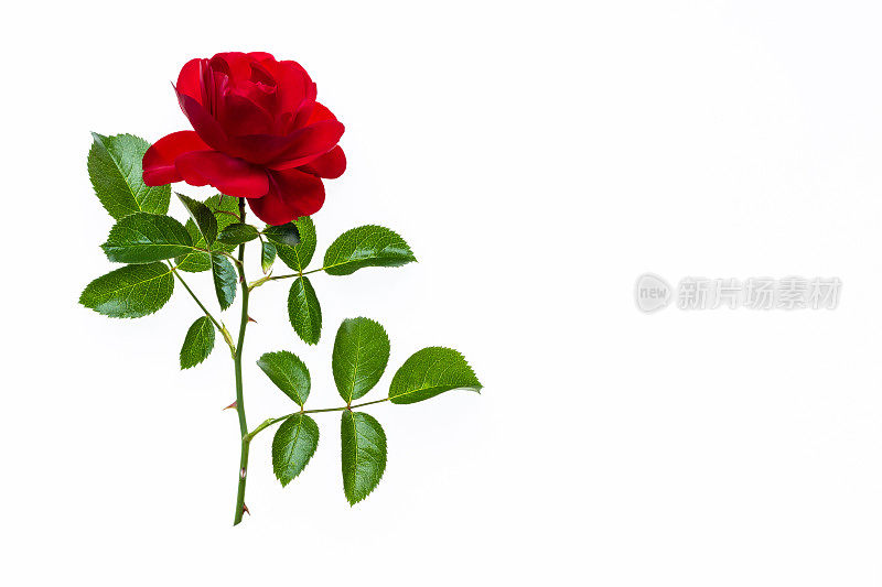 在白色的背景上单独盛开的红茶玫瑰