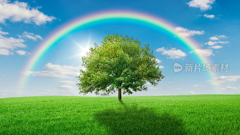 一棵被彩虹覆盖的绿色草地上的橡树