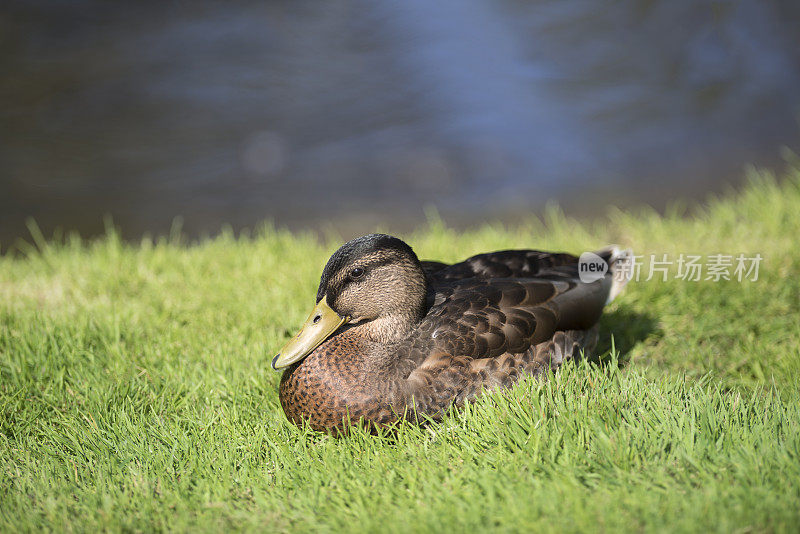 一只母野鸭在池塘边的草地上休息