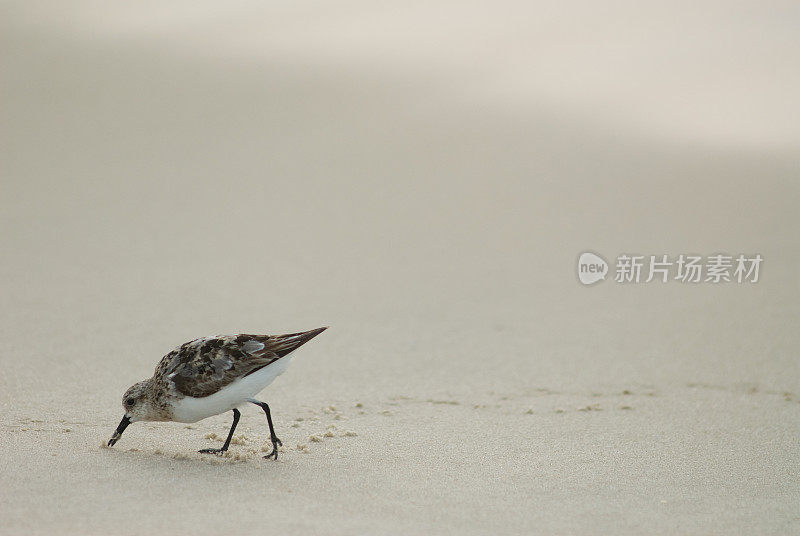 鹬在黎明进食