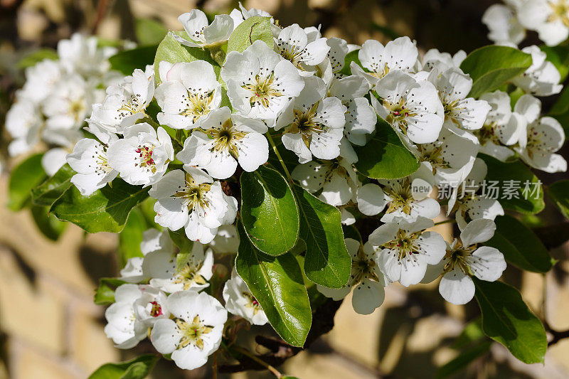 梨树在春天开花