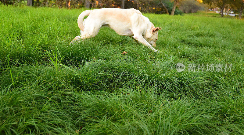 拉布拉多寻回犬