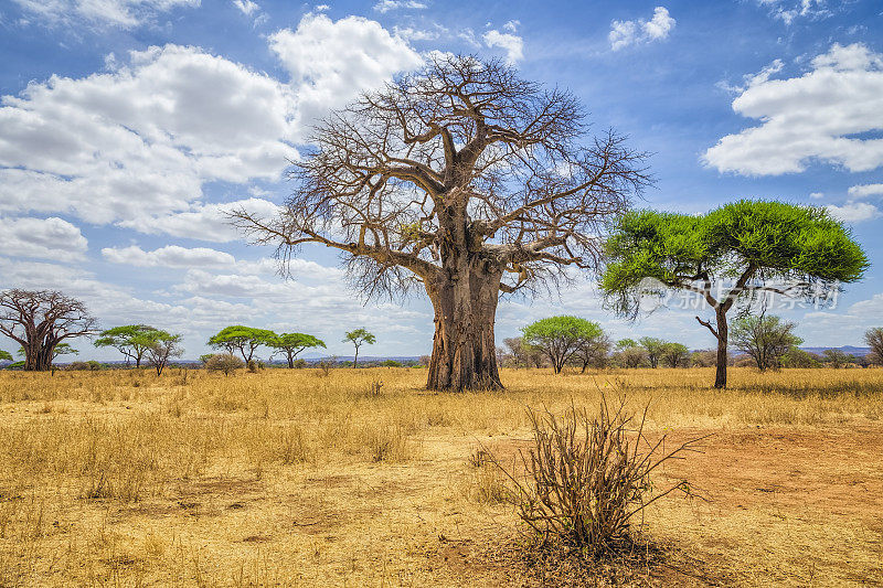 坦桑尼亚塔兰吉尔国家公园的猴面包树