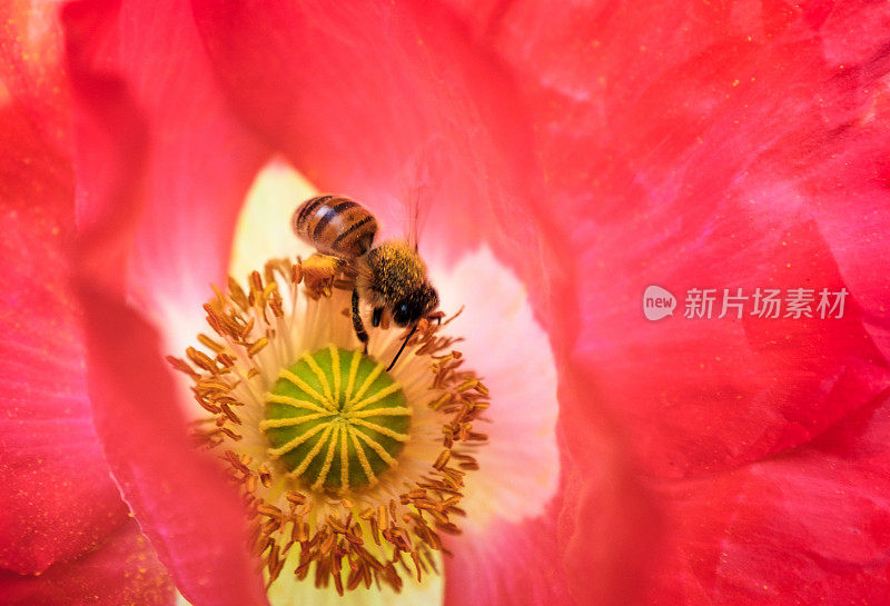 一朵红花中的蜜蜂