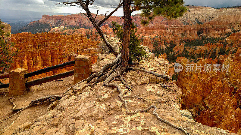 蔓延根松树岩石布莱斯峡谷国家公园犹他州