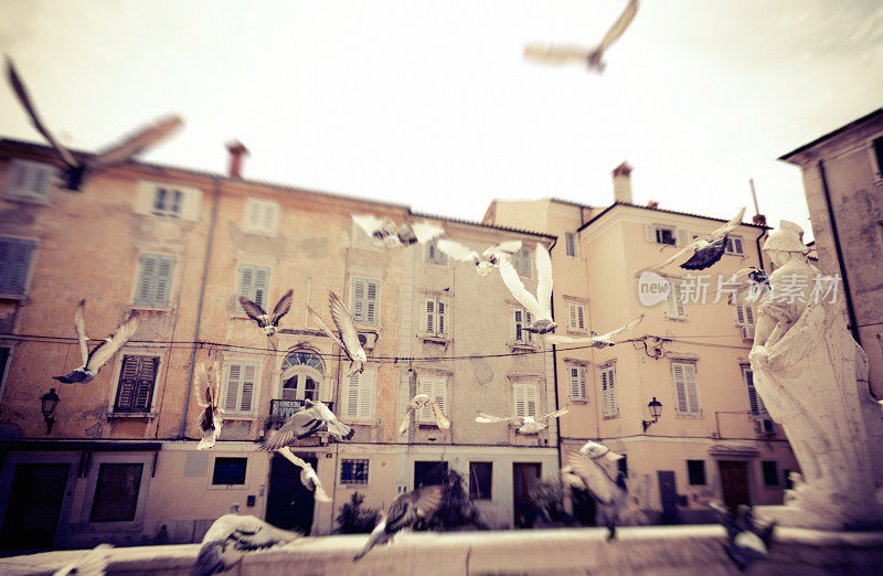 斯洛文尼亚皮兰，一群鸽子在飞翔