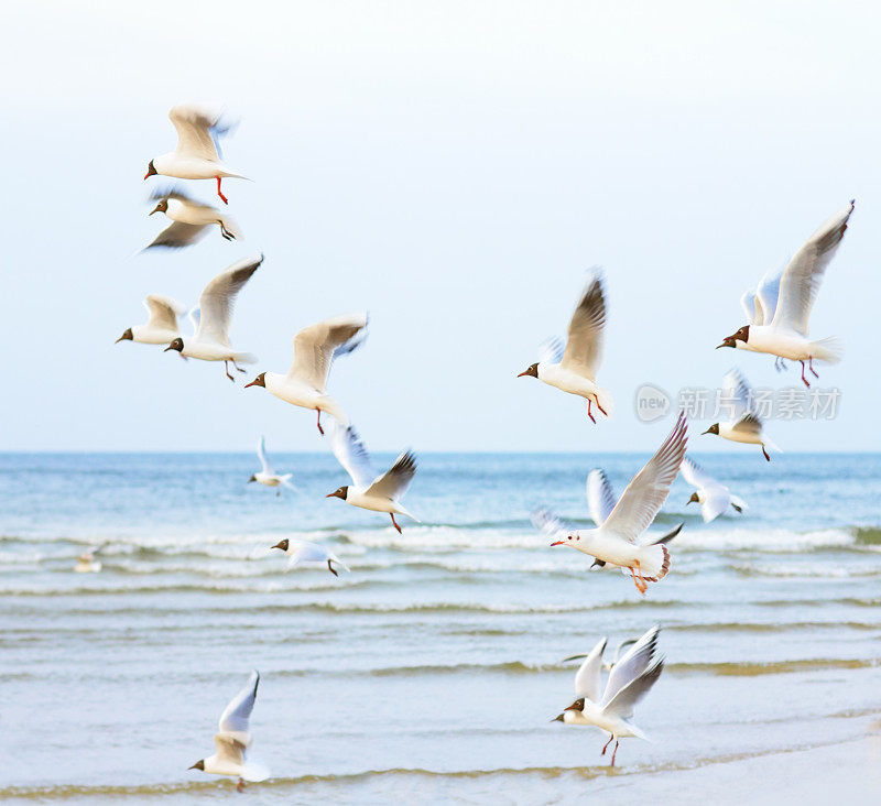 海上的黑头海鸥