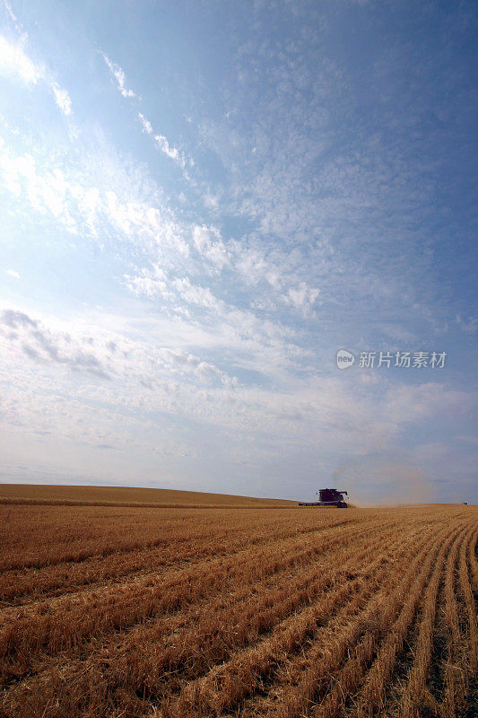 夏季小麦收成