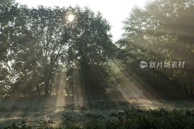 清晨的雾和阳光透过树木在郊外户外