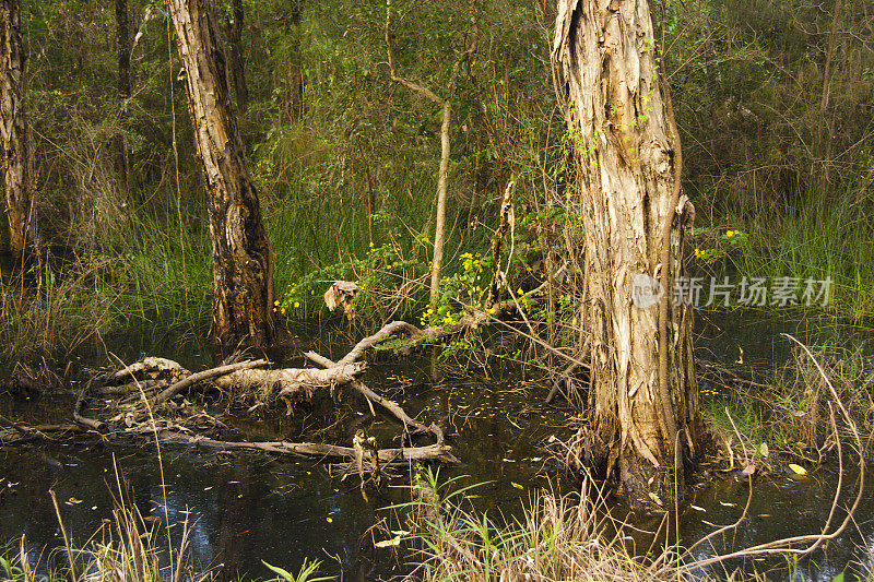 昆士兰州沼泽中的马勒卢卡树