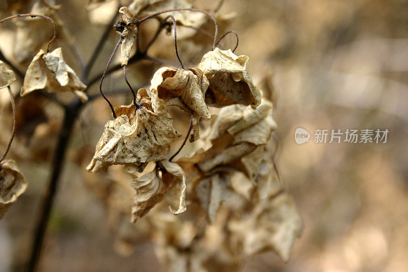 干绣球花花