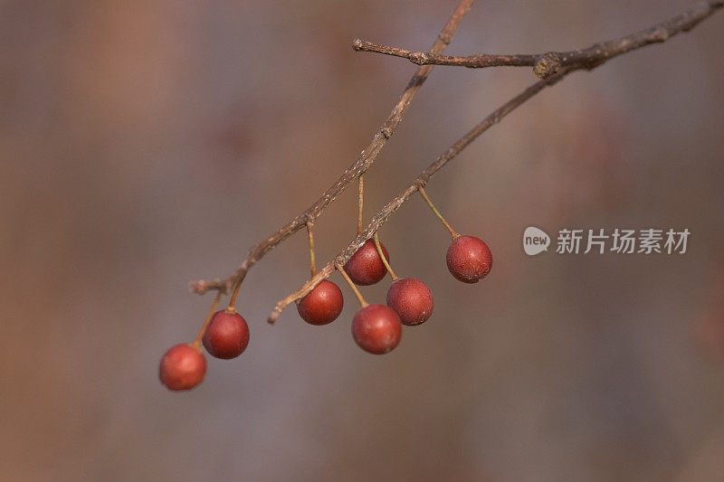 准备收割的黑莓