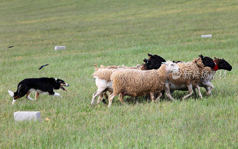 边境牧羊犬在放羊