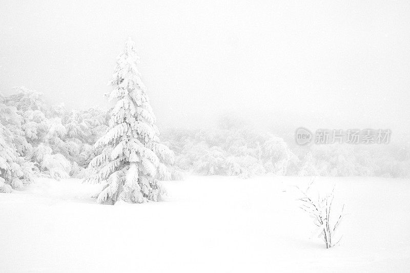 雪中的树