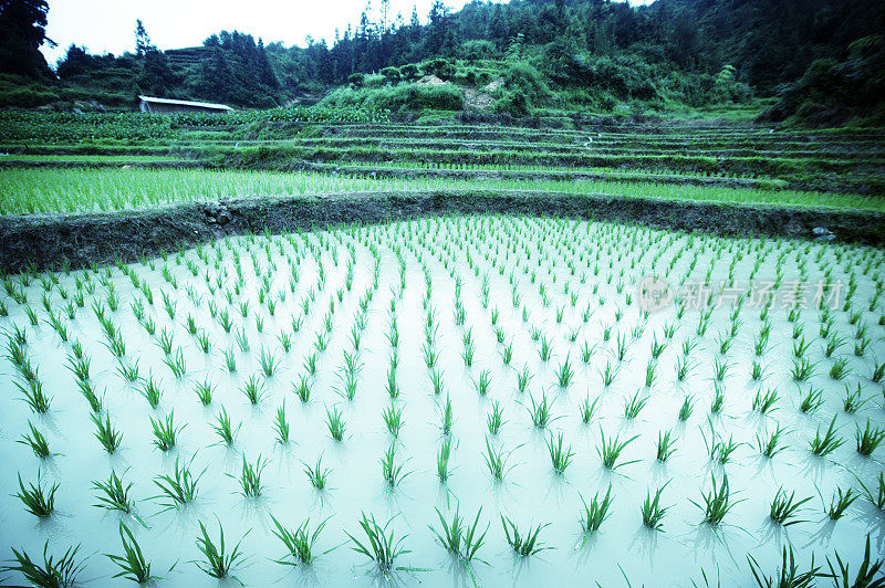 水稻梯田