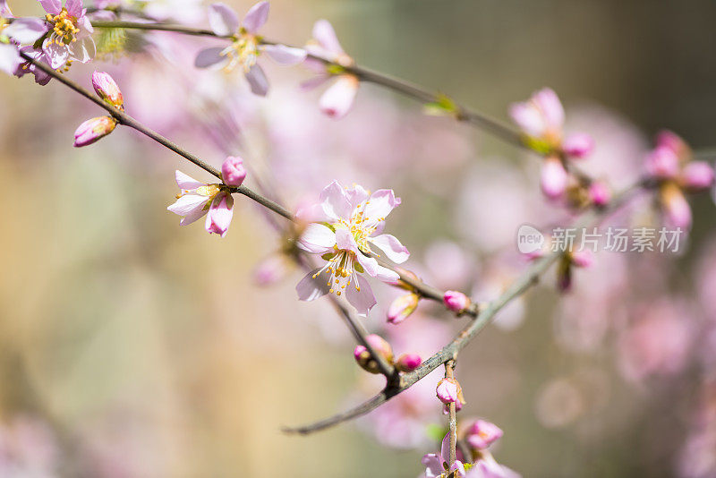 草地上的花