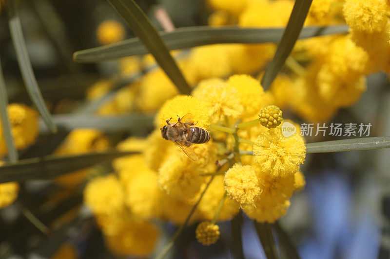 蜜蜂在金合欢上