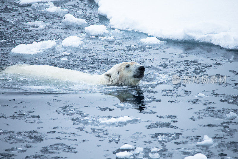 北极熊在浮冰之间游泳