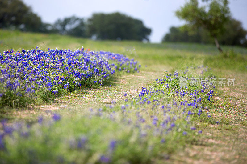 德克萨斯州的矢车菊