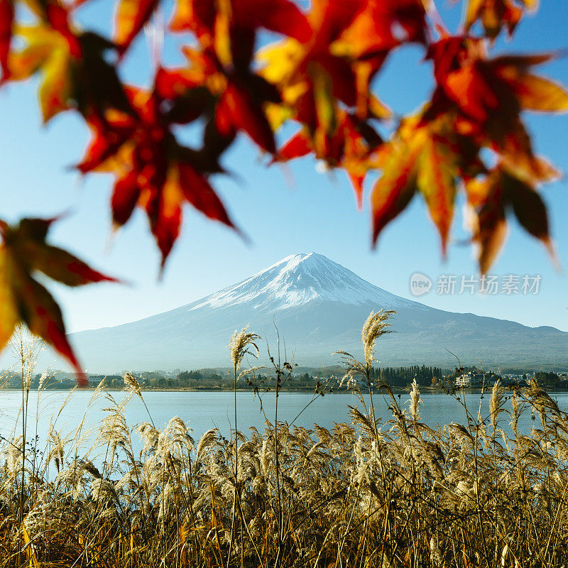 前景是秋叶的富士山