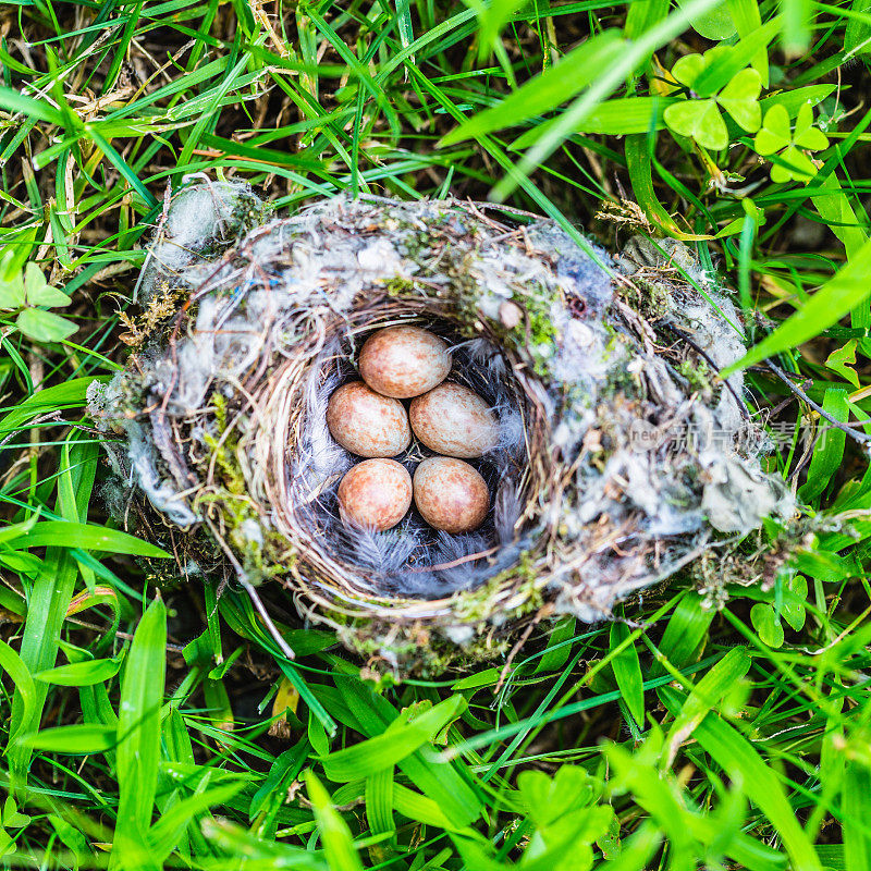 鸟用蛋筑巢