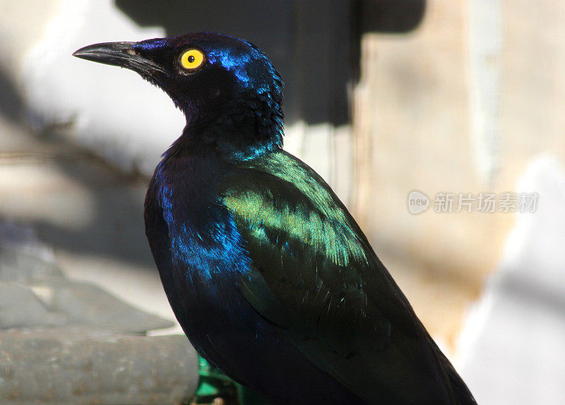 在鸟舍里有光泽的八哥的图像(Lamprotornis)，有光泽的羽毛