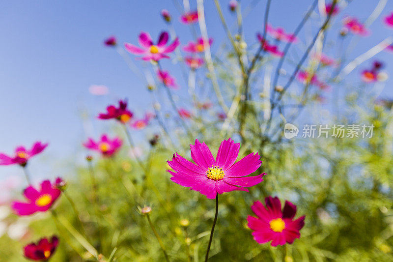 宇宙的花