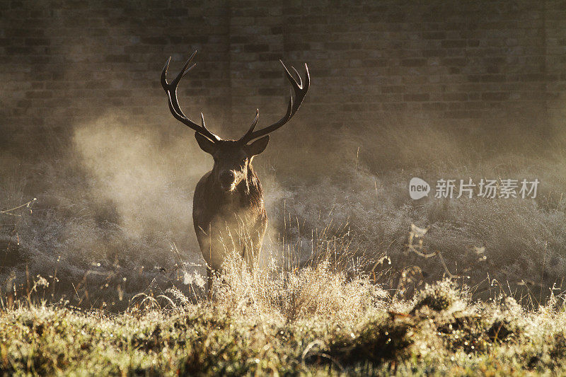 发情的牡鹿温暖的呼吸在寒冷的秋雾中