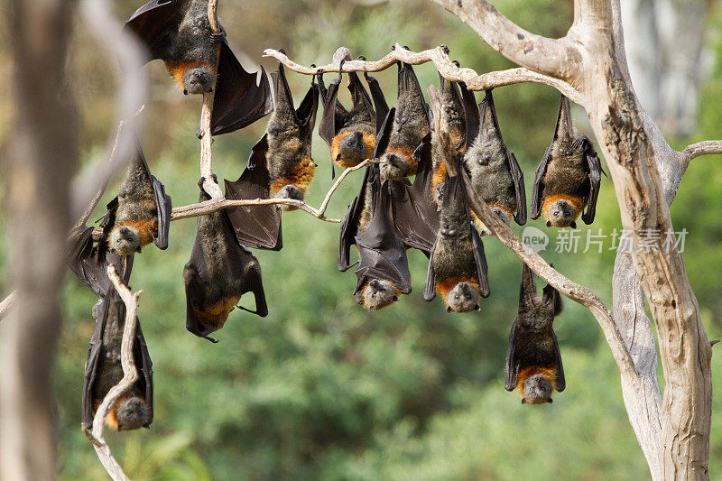 挂着一大群蝙蝠