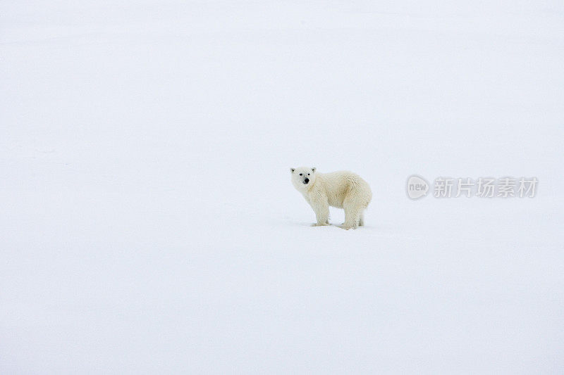 北极寂寞的小北极熊