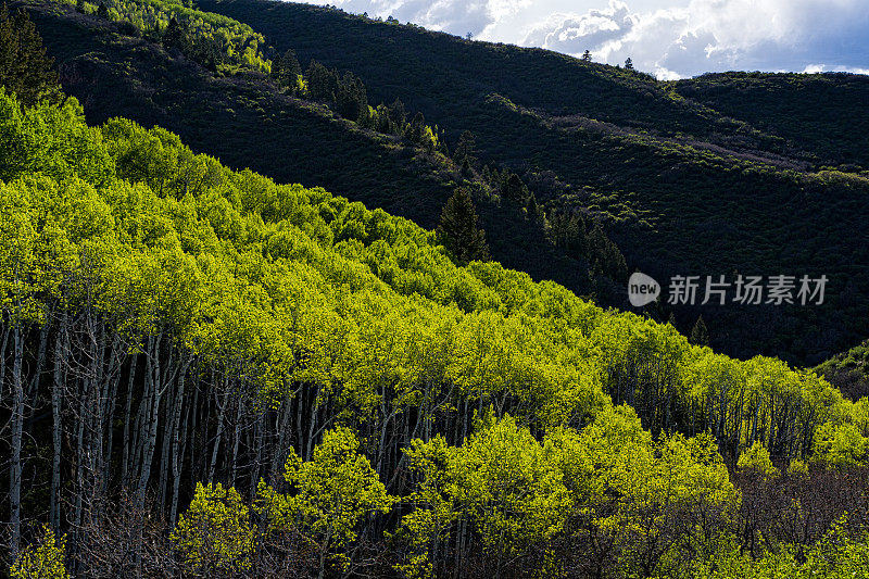 第一个绿色的山杨在山上