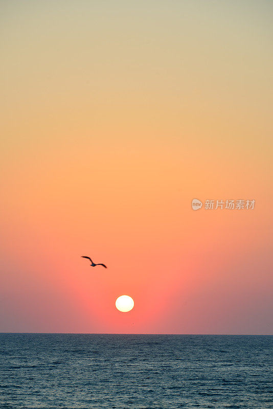 海上日出，空中早鸟