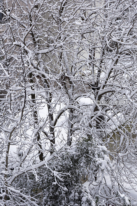 被雪覆盖的树枝