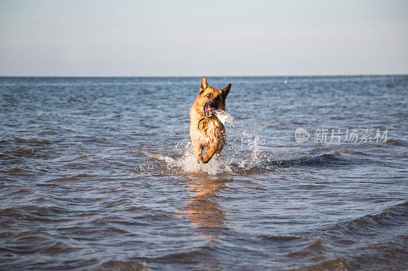 德国牧羊犬在海里玩耍