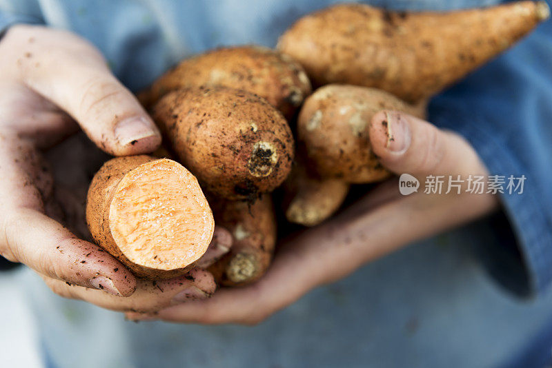 农夫拿着一些新鲜的红薯