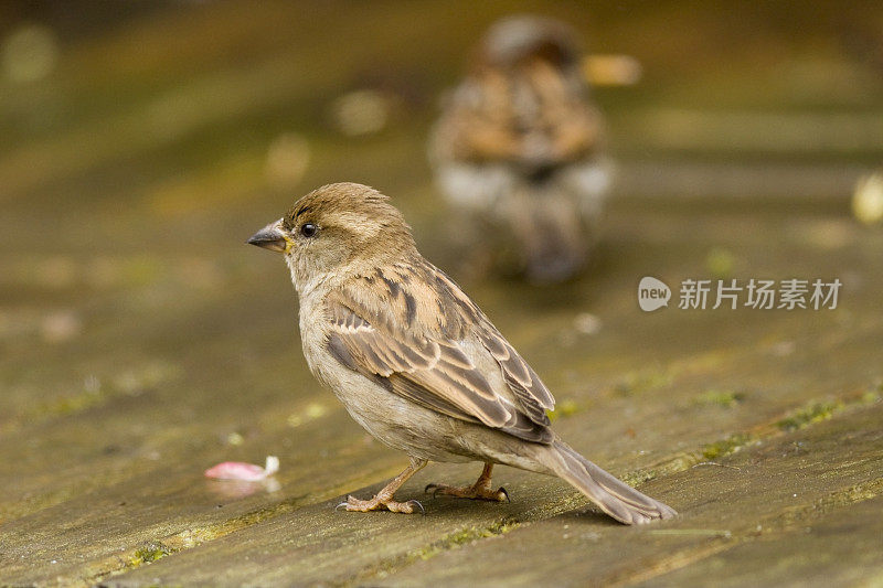 家麻雀(家麻雀)