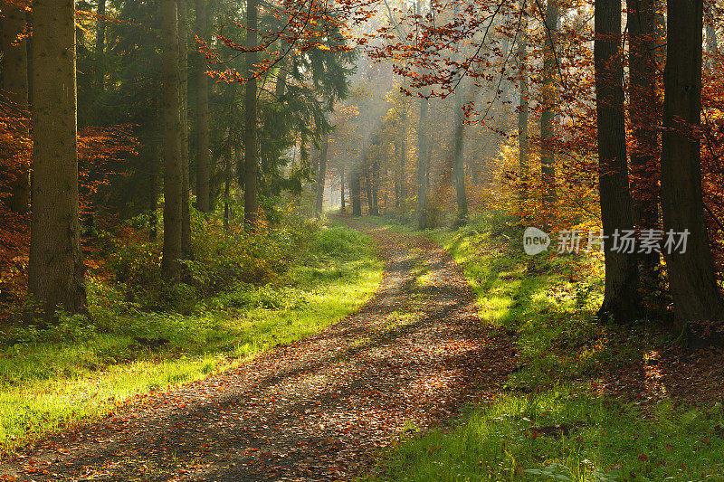 在阳光明媚的秋天，徒步穿越混交林的小路