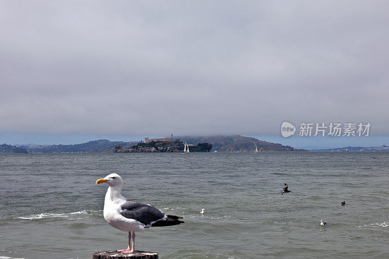 海鸥和美国加州旧金山的恶魔岛