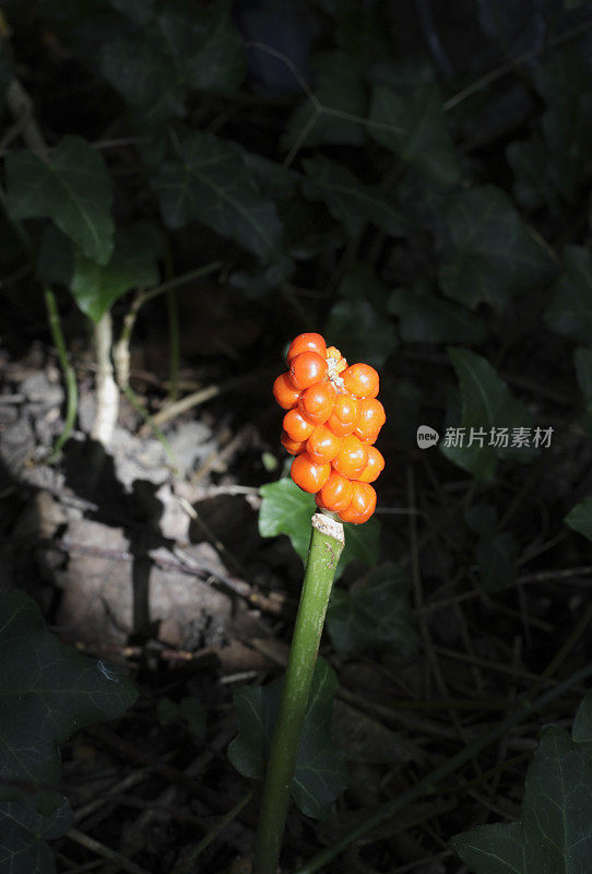 野生海芋的橙色浆果