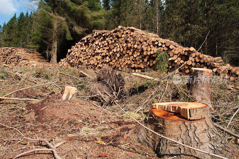 树桩和堆放在森林中的原木
