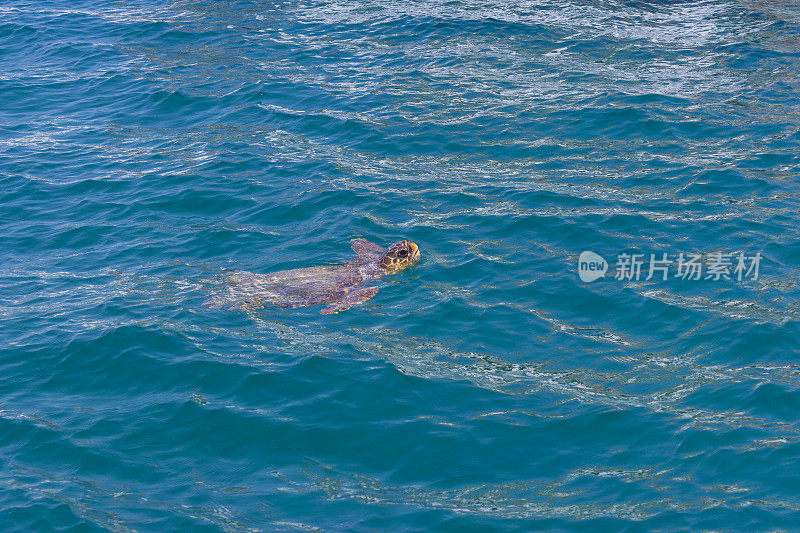 海龟游泳