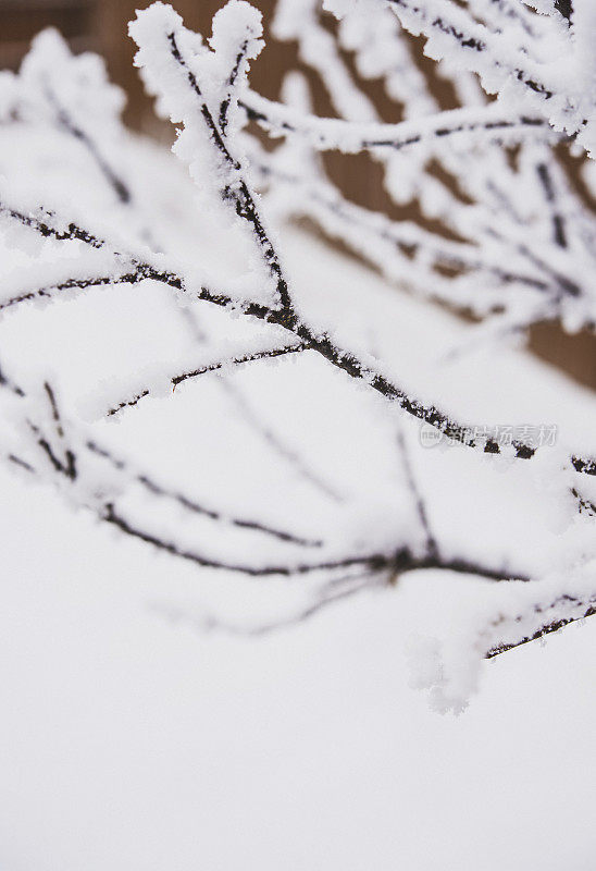 光秃秃的树枝上爬满了冬天的初雪