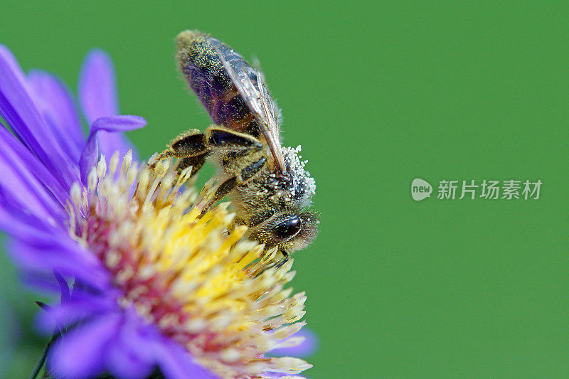 蜜蜂在米迦勒菊上