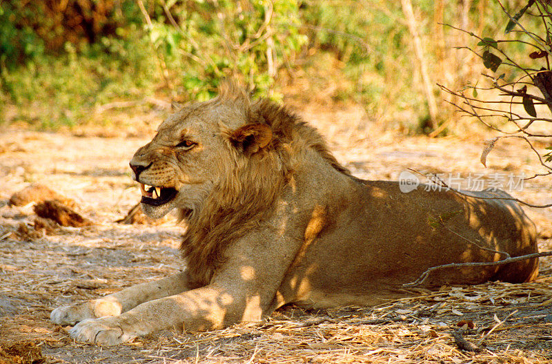 博茨瓦纳野生动物园:狮子咆哮，露出牙齿(特写)