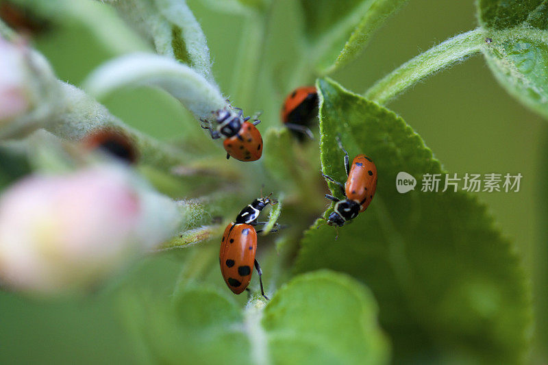 瓢虫和苹果花