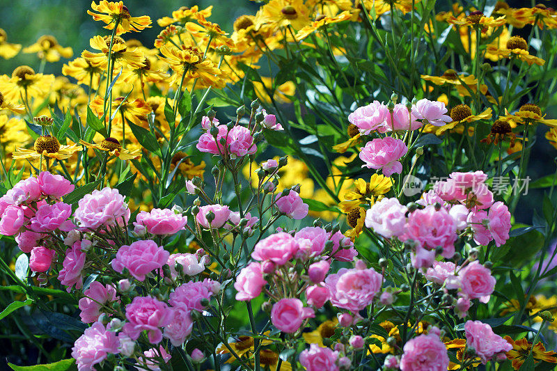 玫瑰和helenium