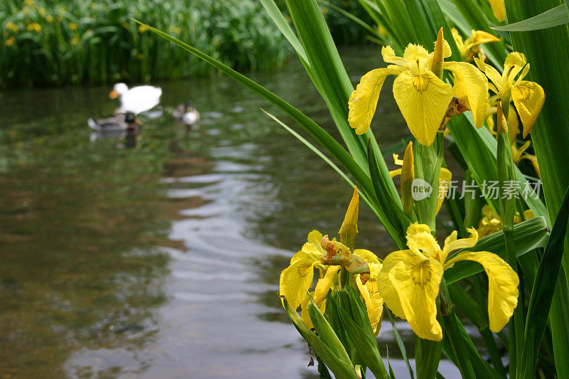 虹膜框架池塘与鸭子