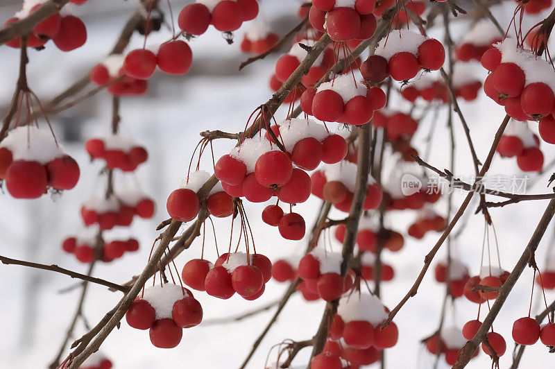 雪里的红苹果