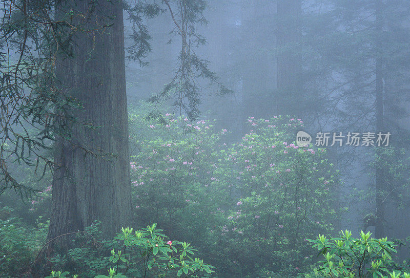 杜鹃花盛开在雾蒙蒙的红杉林中