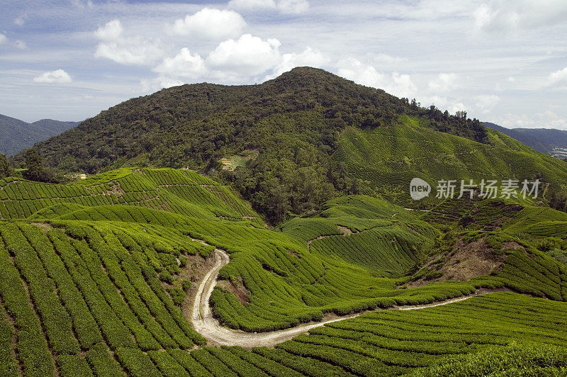 马来西亚彭亨卡梅隆高原的茶园